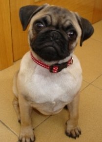 cute-dog-red-collar